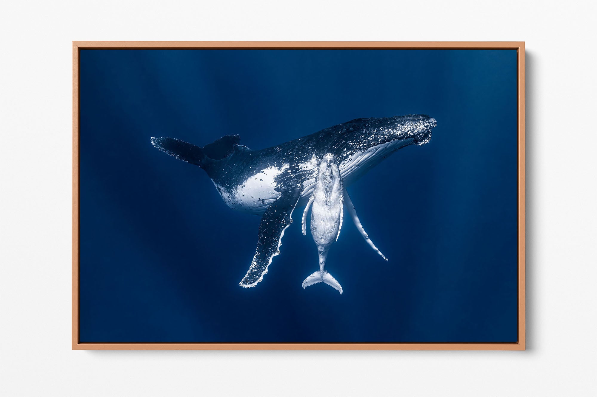Mothers Embrace | Humpback Whales