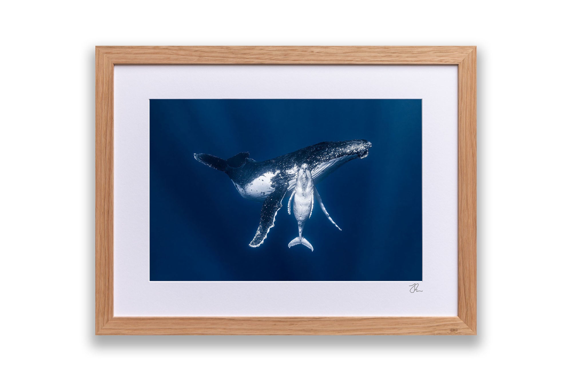 Mothers Embrace | Humpback Whales