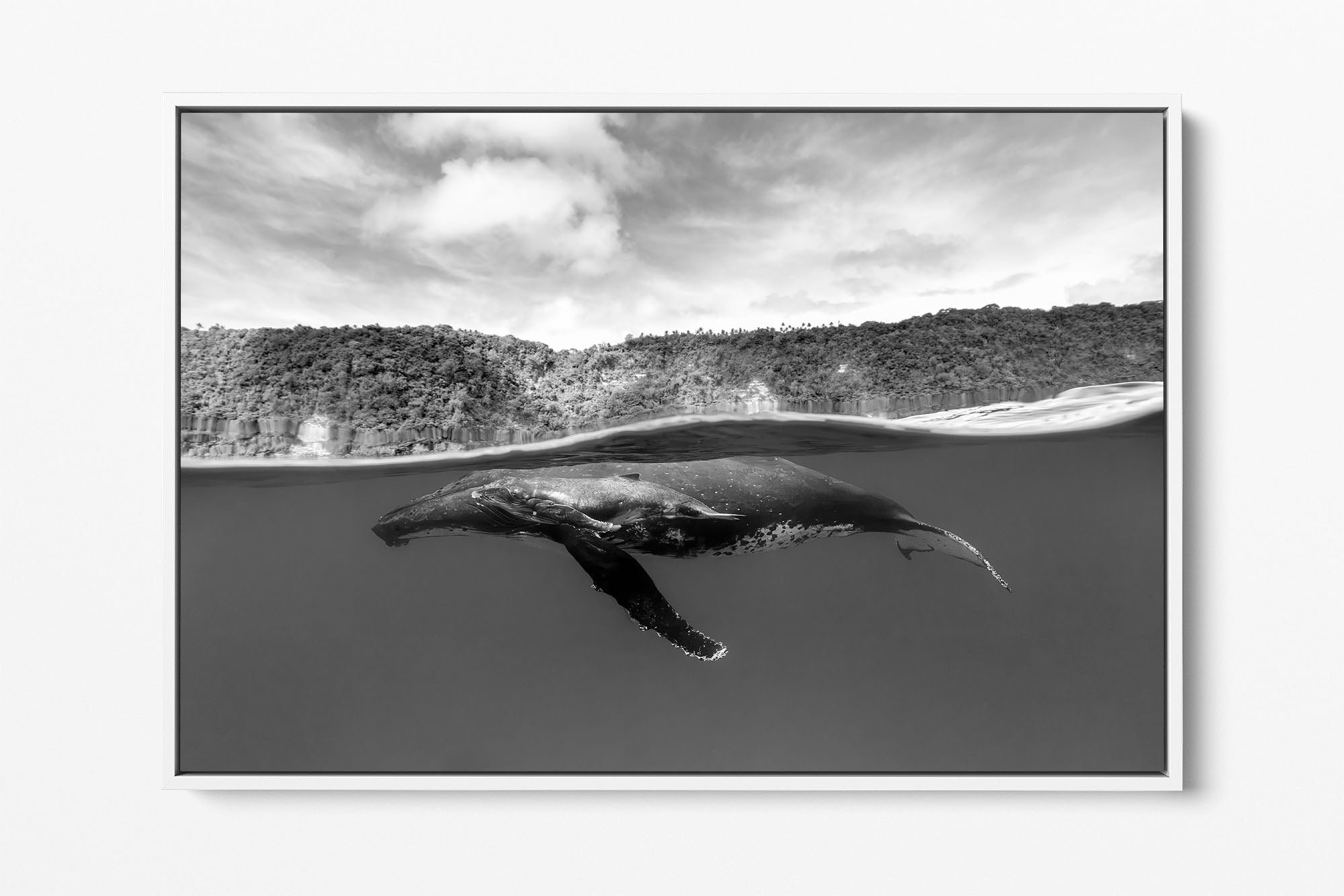 Humpback Whales Between Two Worlds | Monochrome