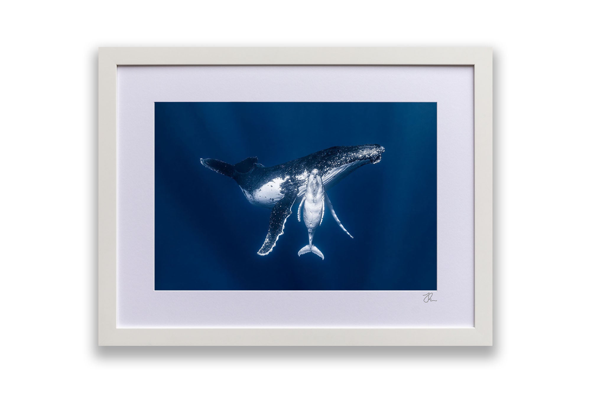 Mothers Embrace | Humpback Whales