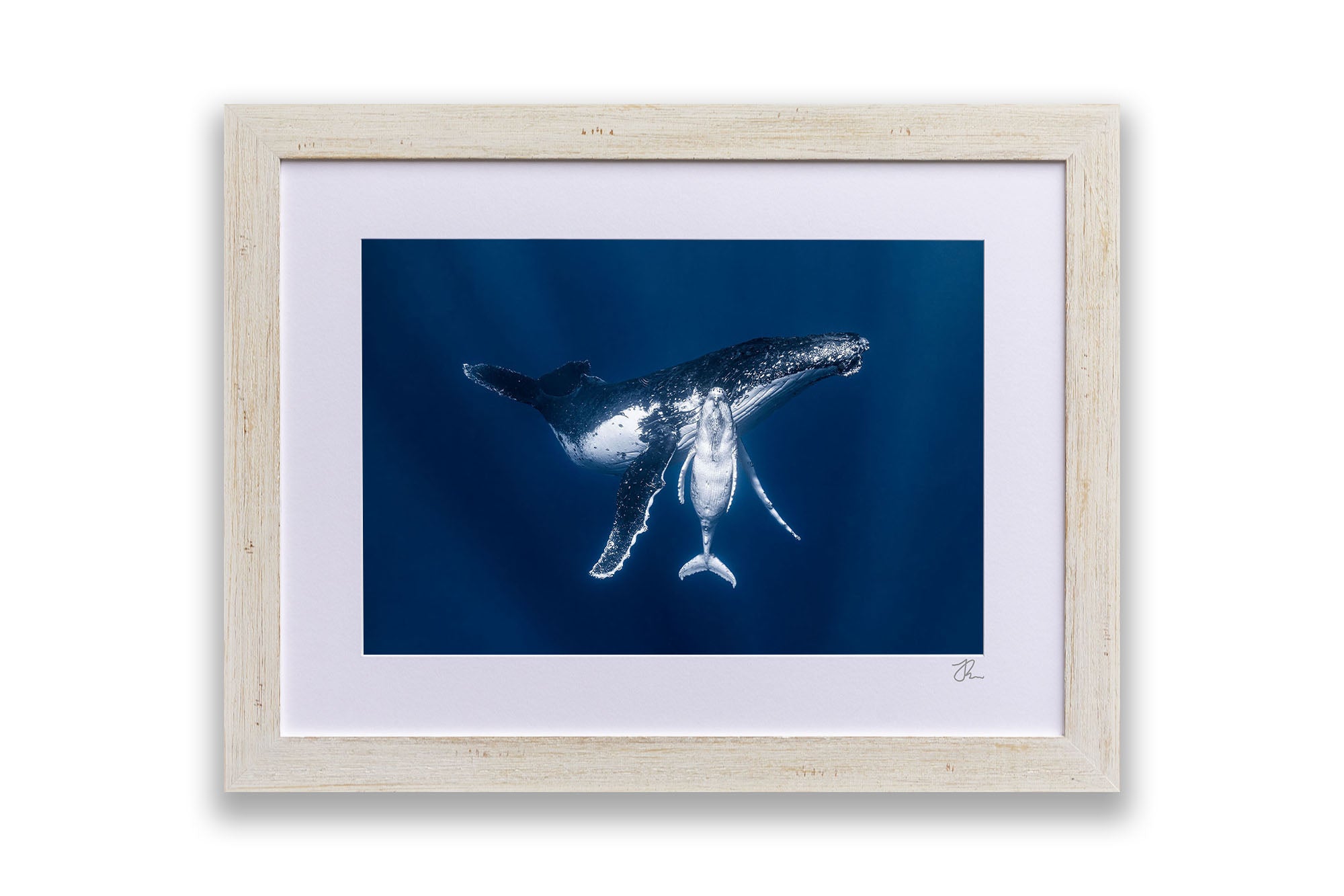 Mothers Embrace | Humpback Whales