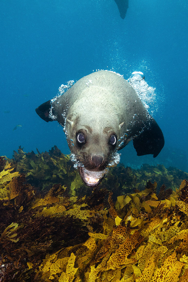 Vertical Seal | Jervis Bay