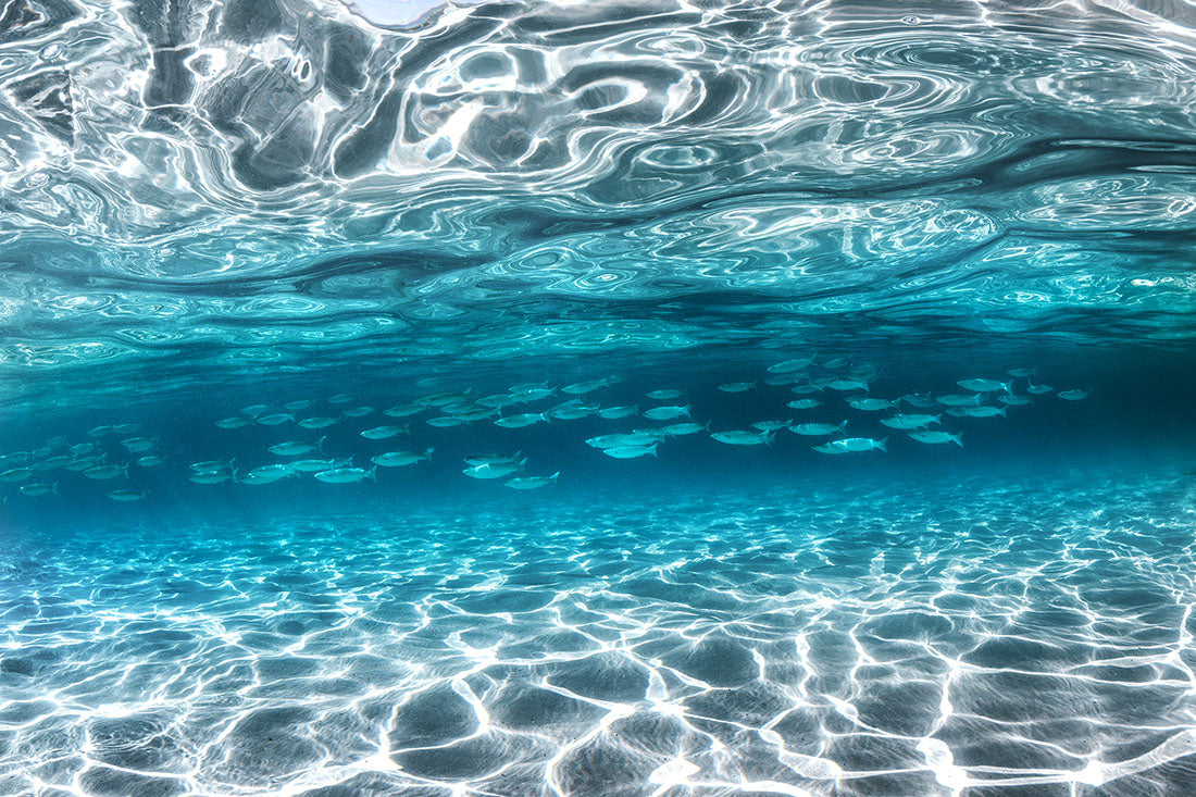 School of Fish Clarity | Jervis Bay