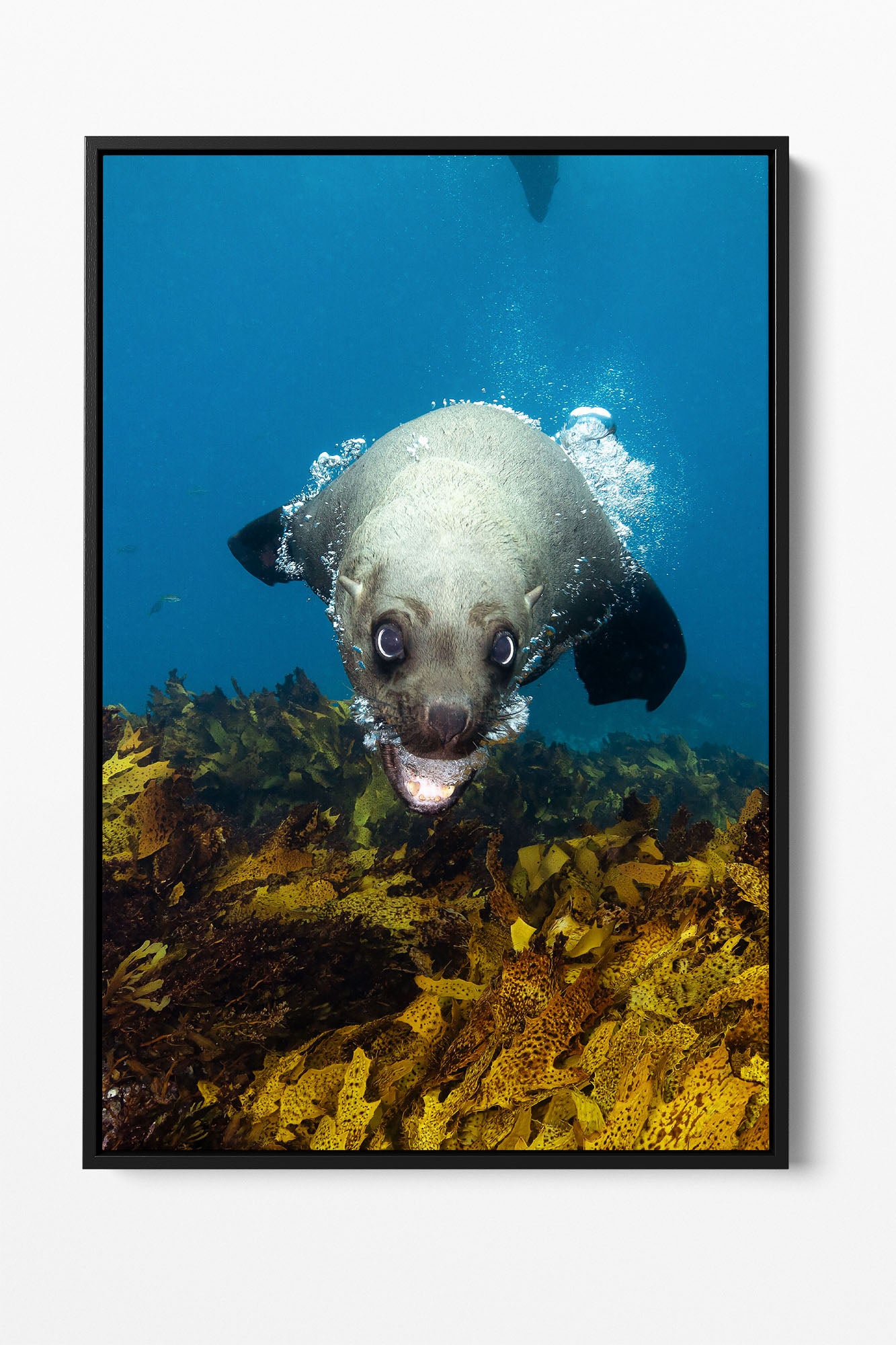 Vertical Seal | Jervis Bay