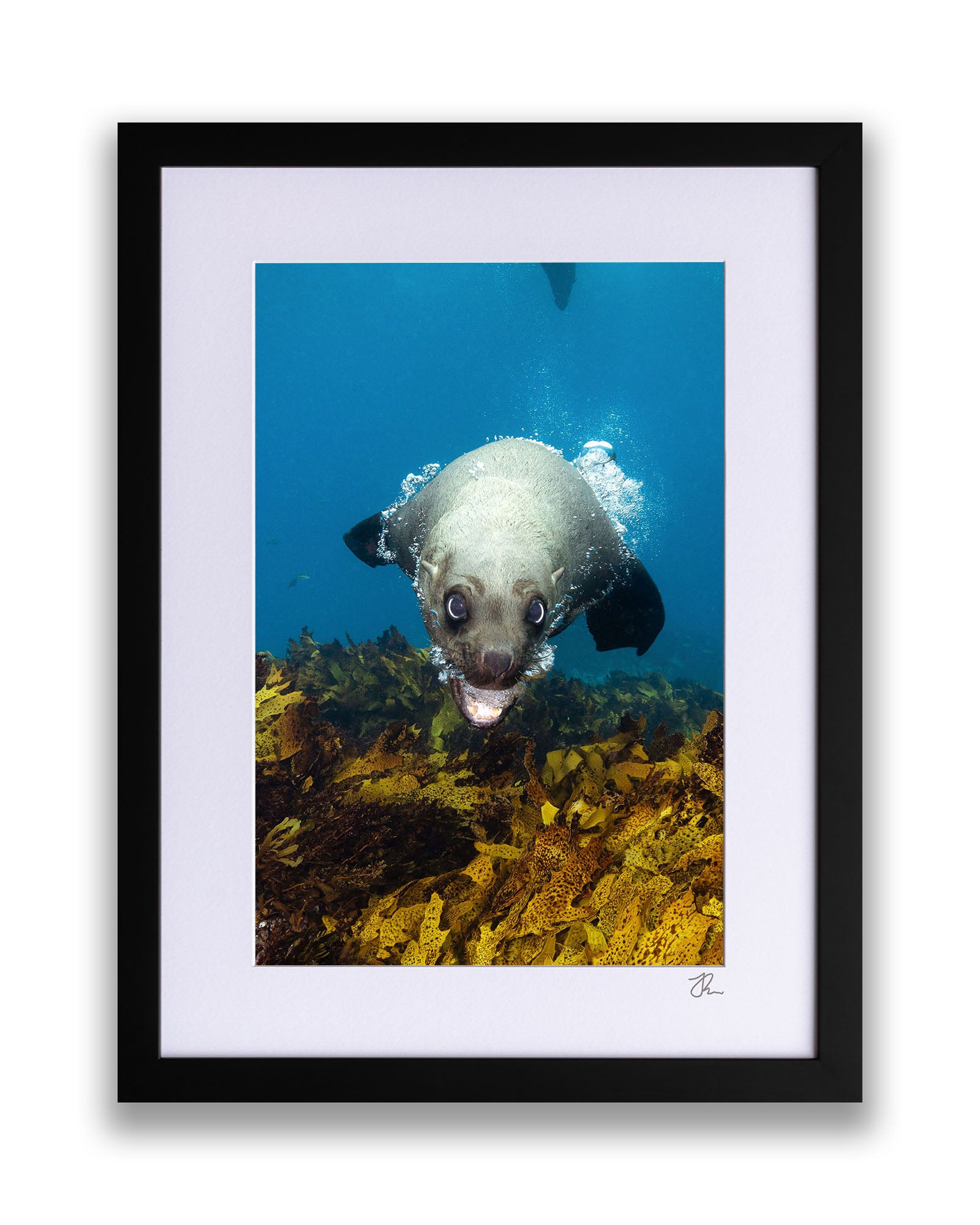 Vertical Seal | Jervis Bay