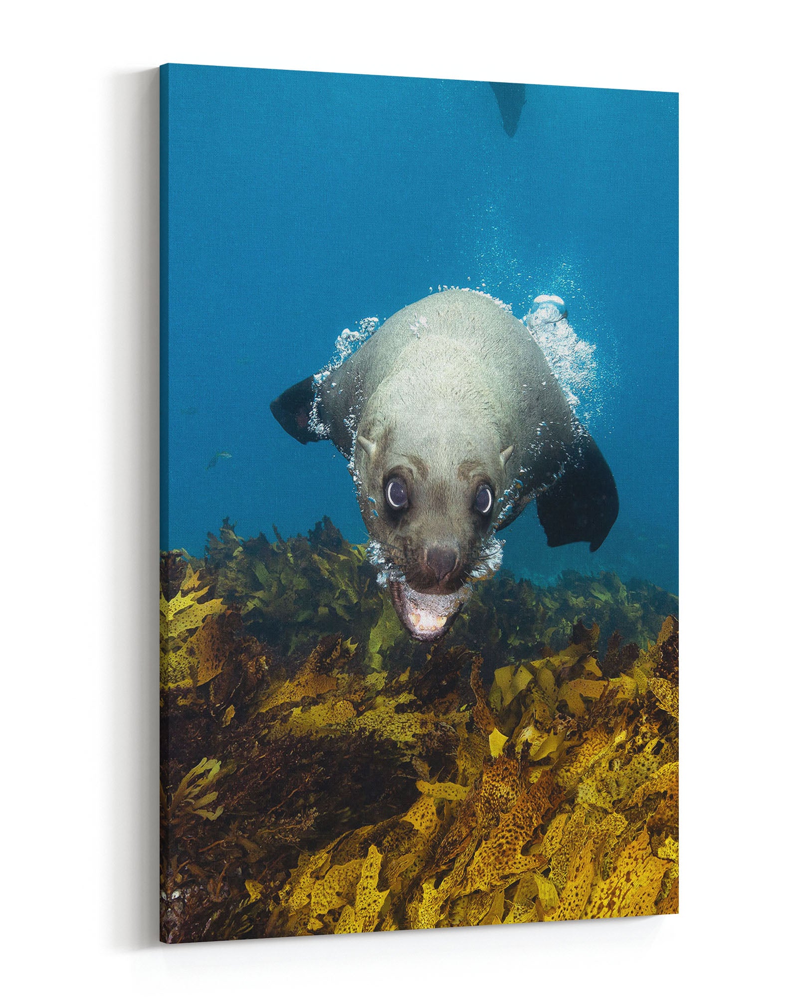 Vertical Seal | Jervis Bay
