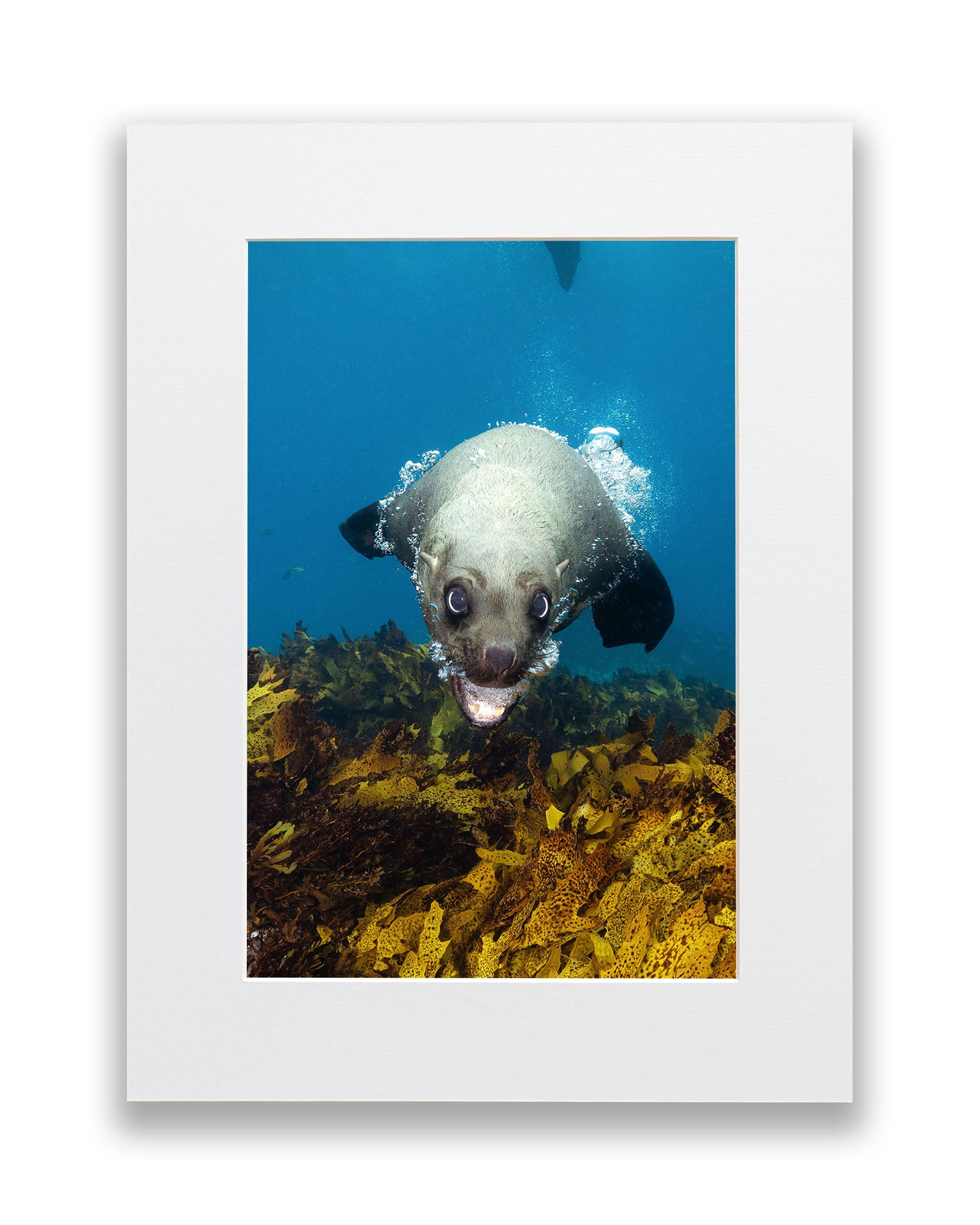 Vertical Seal | Jervis Bay