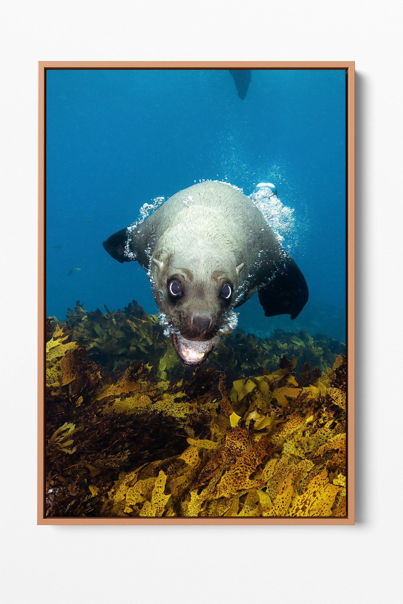 Vertical Seal | Jervis Bay