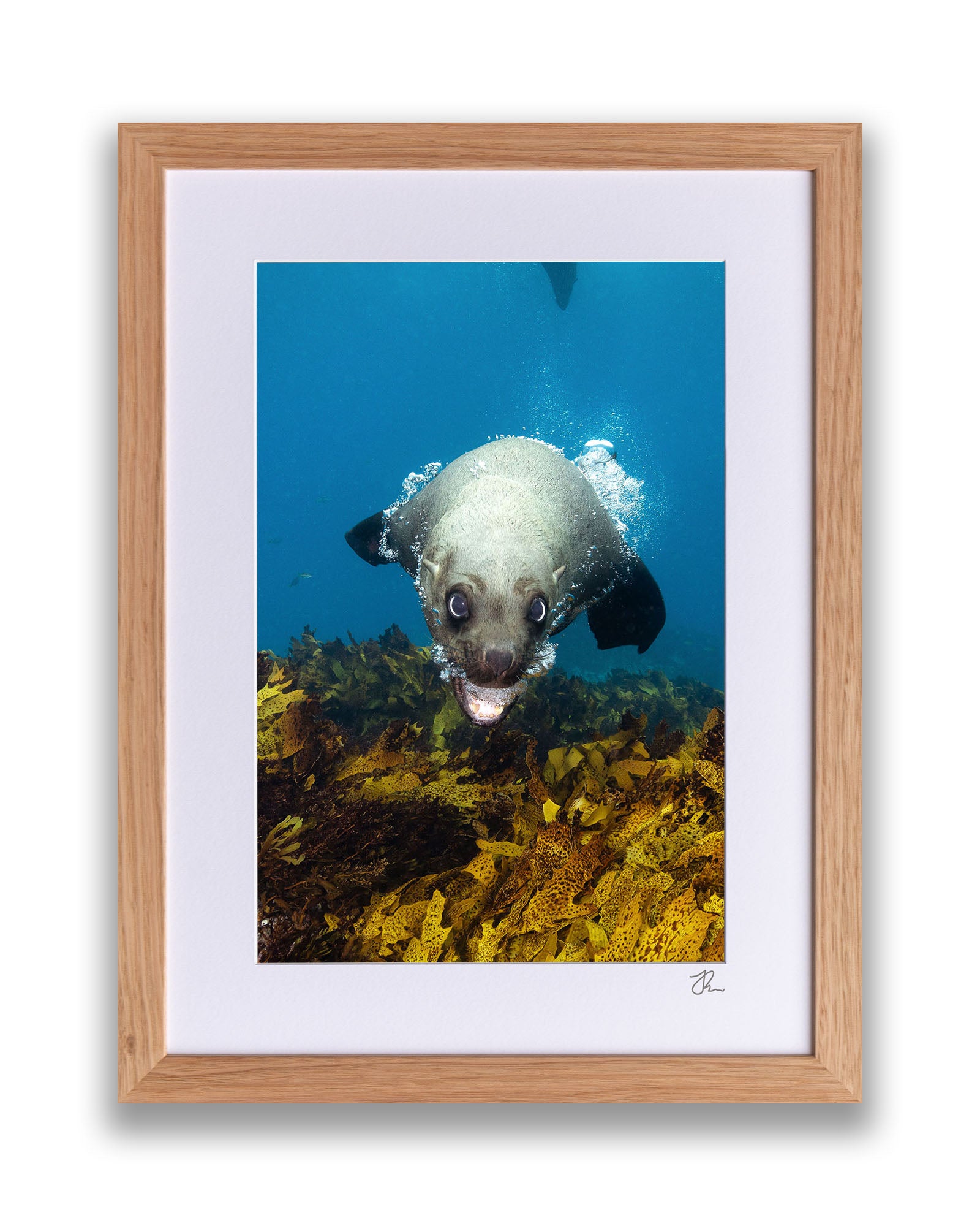 Vertical Seal | Jervis Bay