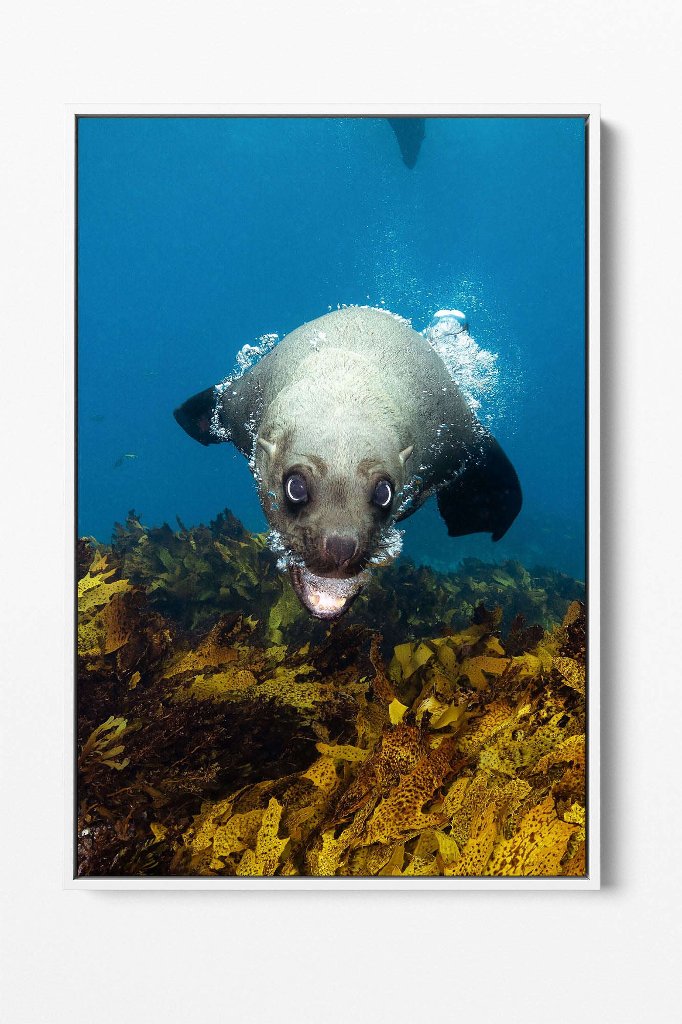Vertical Seal | Jervis Bay