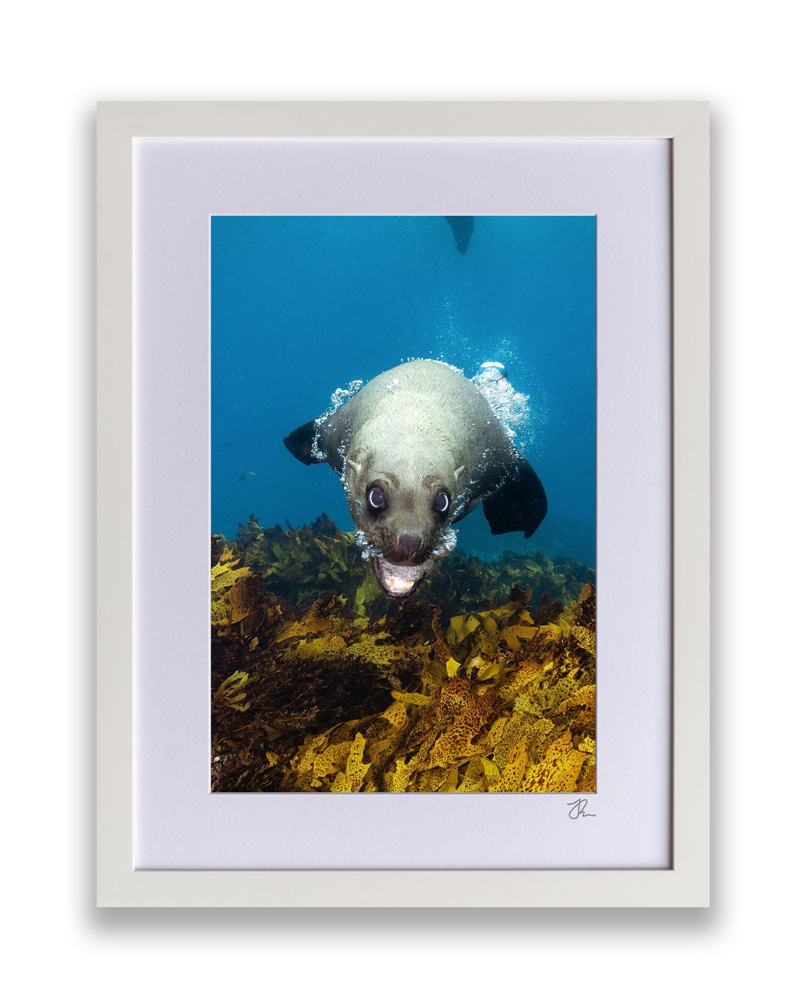Vertical Seal | Jervis Bay