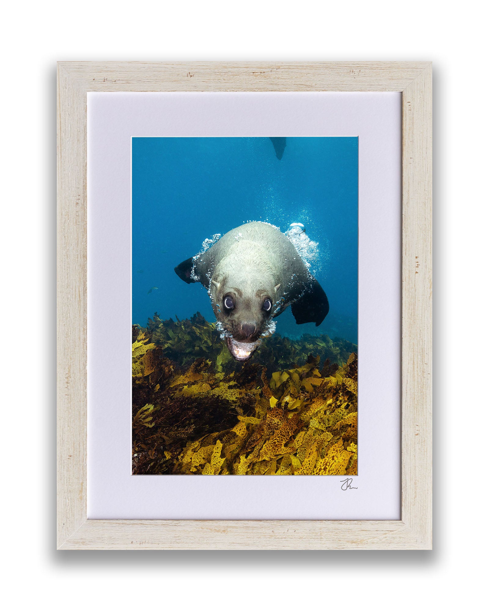 Vertical Seal | Jervis Bay