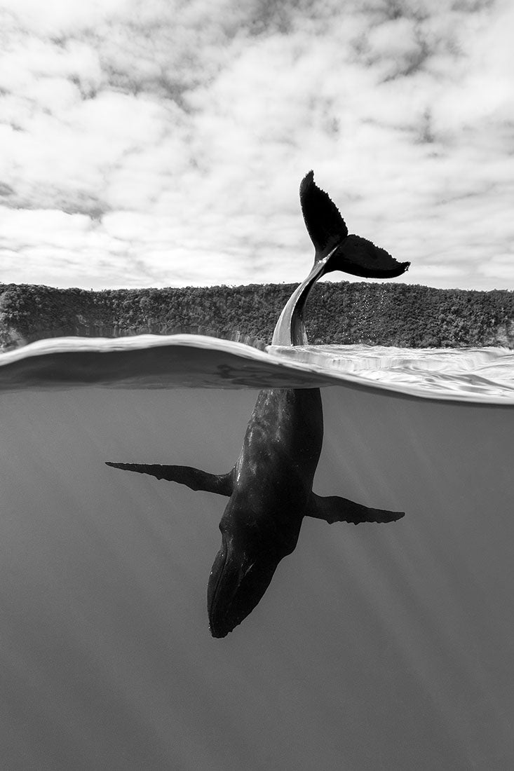 Tail Sailing Humpback Whale | Monochrome