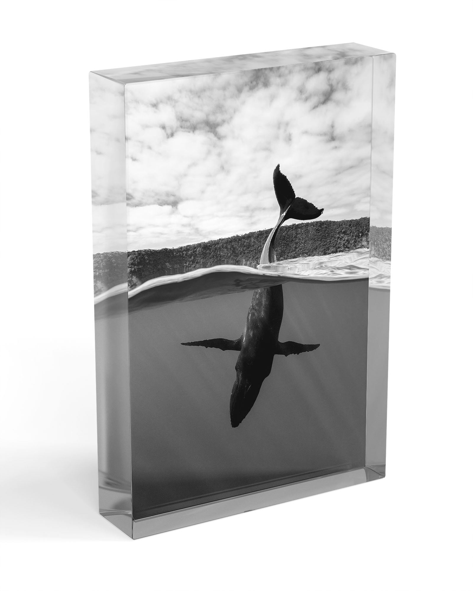 Tail Sailing Humpback Whale | Monochrome