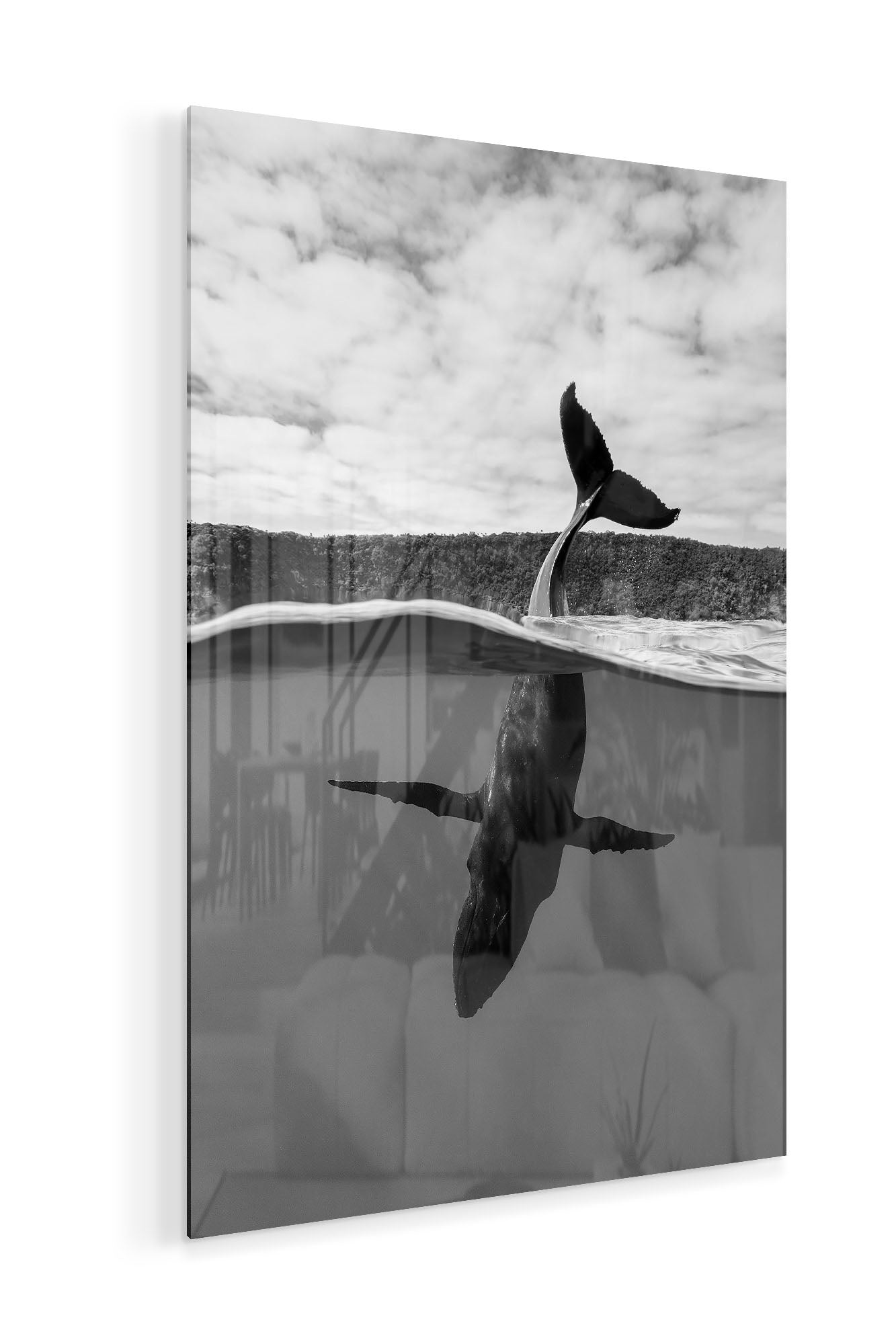 Tail Sailing Humpback Whale | Monochrome