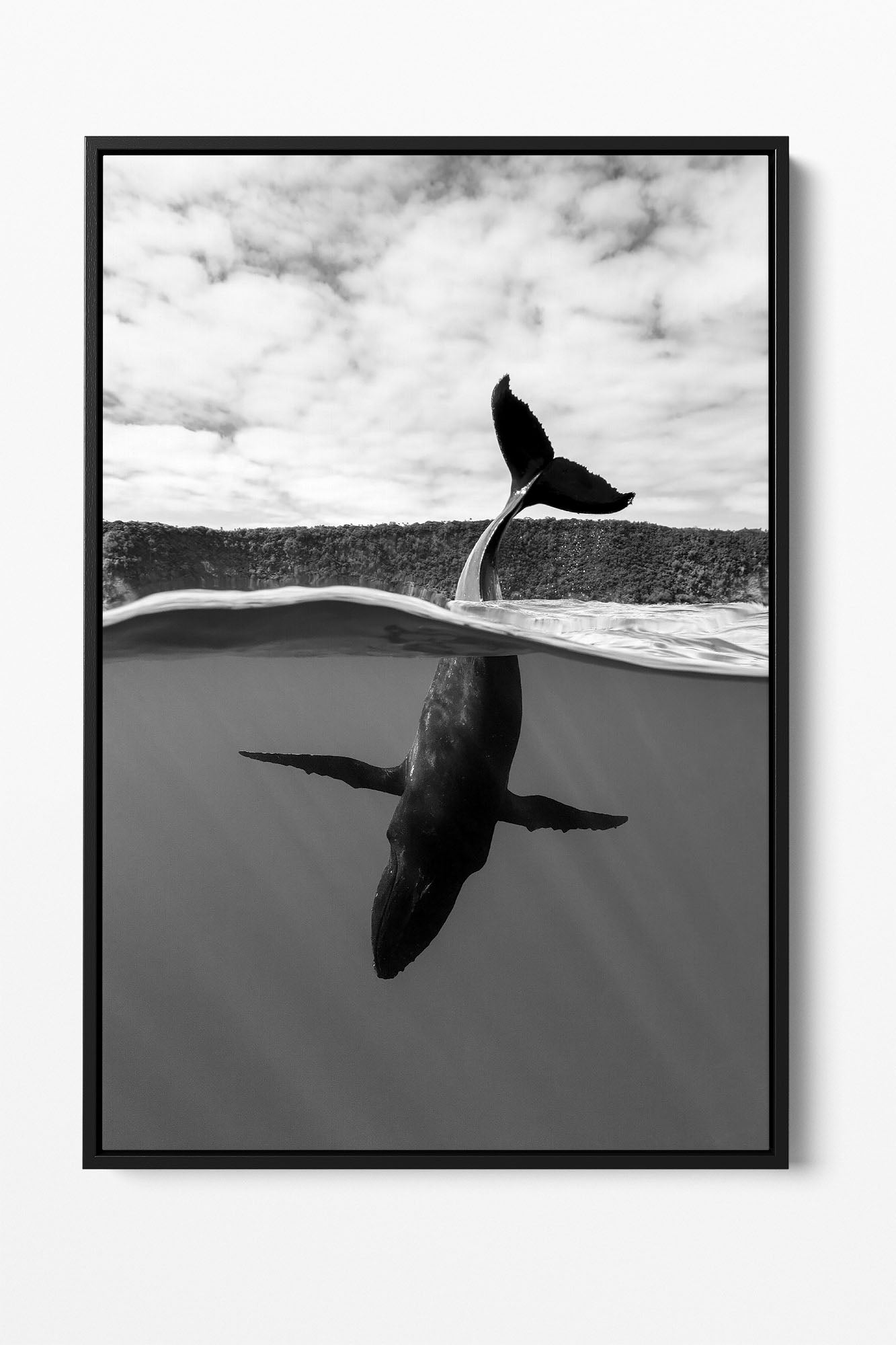 Tail Sailing Humpback Whale | Monochrome