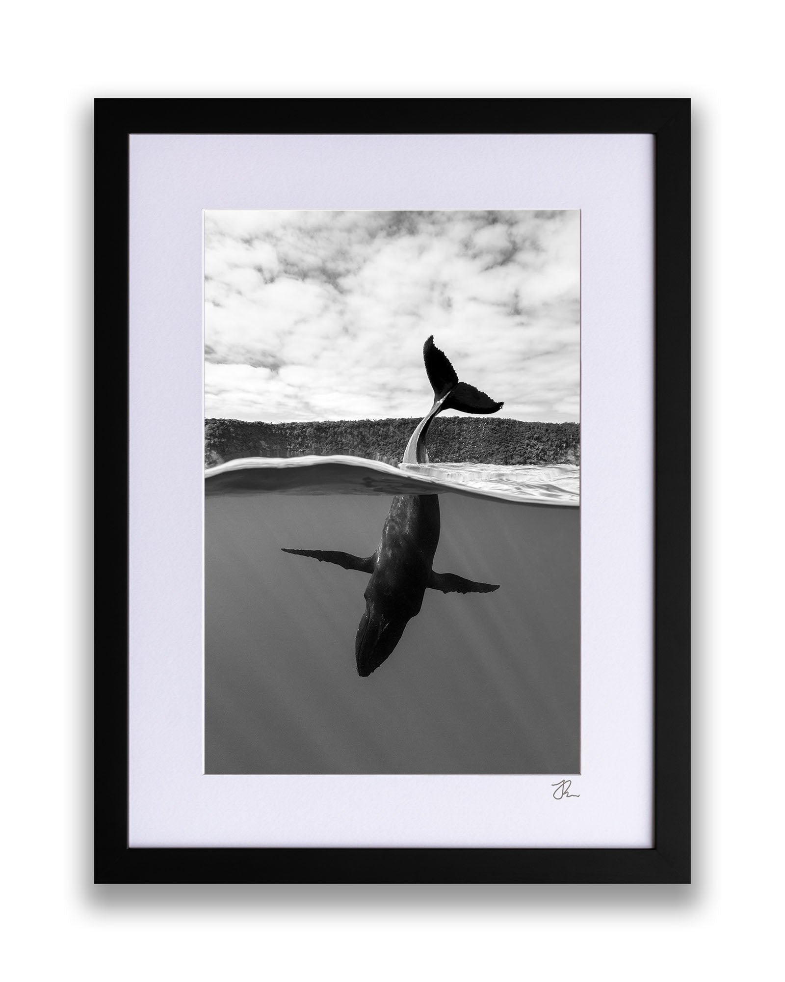 Tail Sailing Humpback Whale | Monochrome
