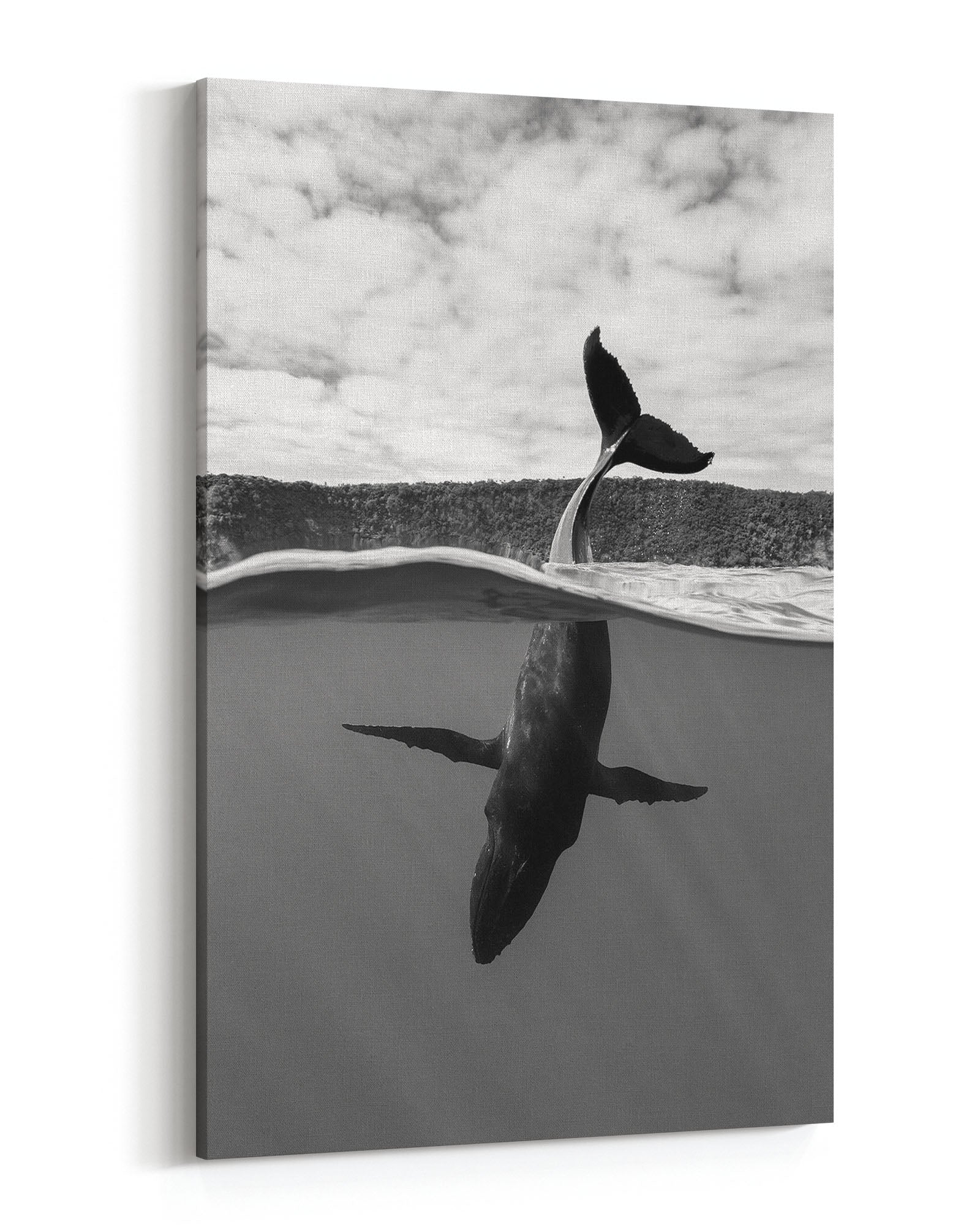 Tail Sailing Humpback Whale | Monochrome