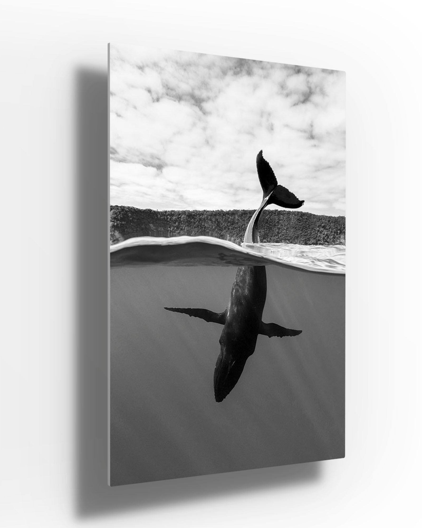 Tail Sailing Humpback Whale | Monochrome