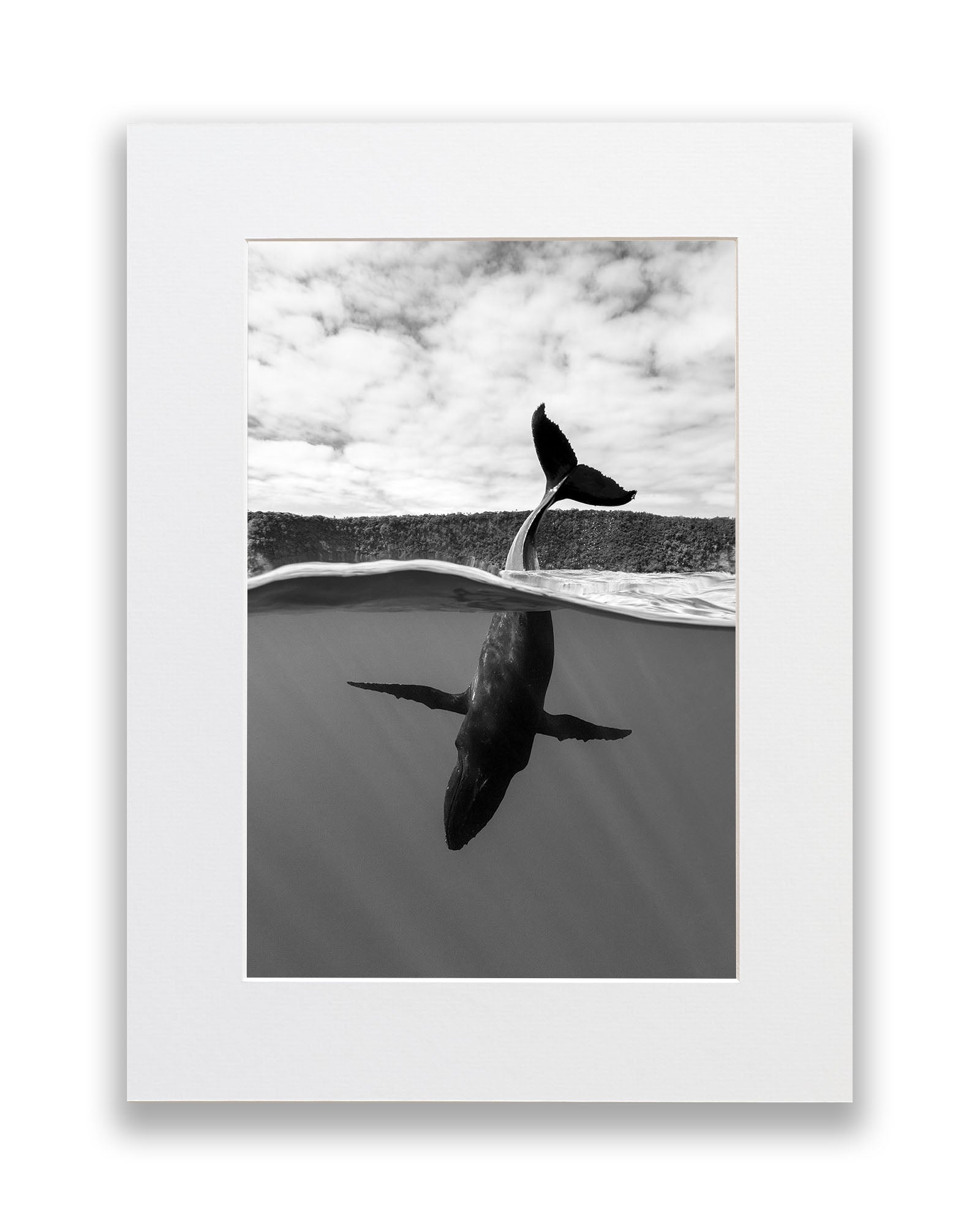 Tail Sailing Humpback Whale | Monochrome