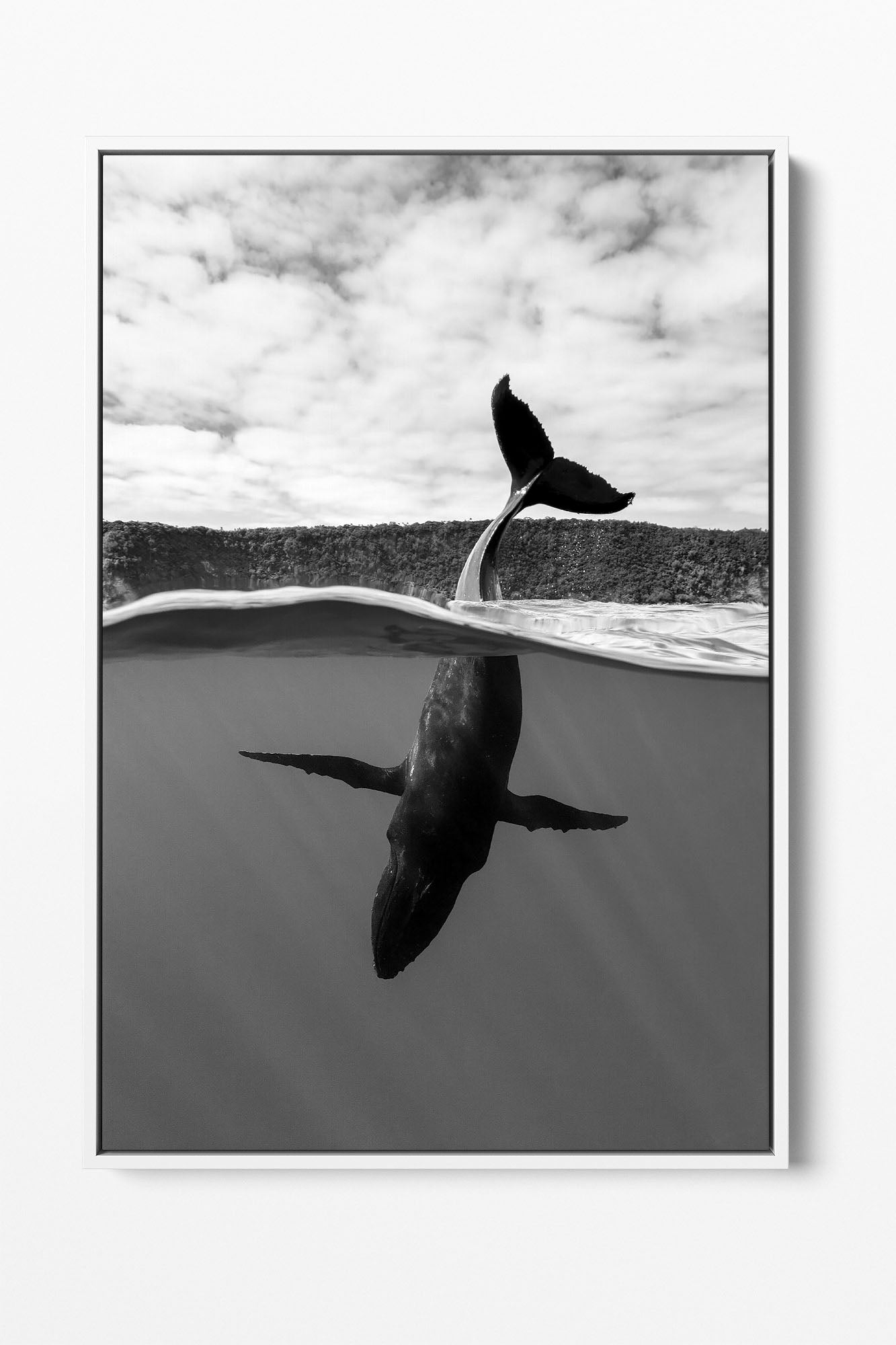 Tail Sailing Humpback Whale | Monochrome