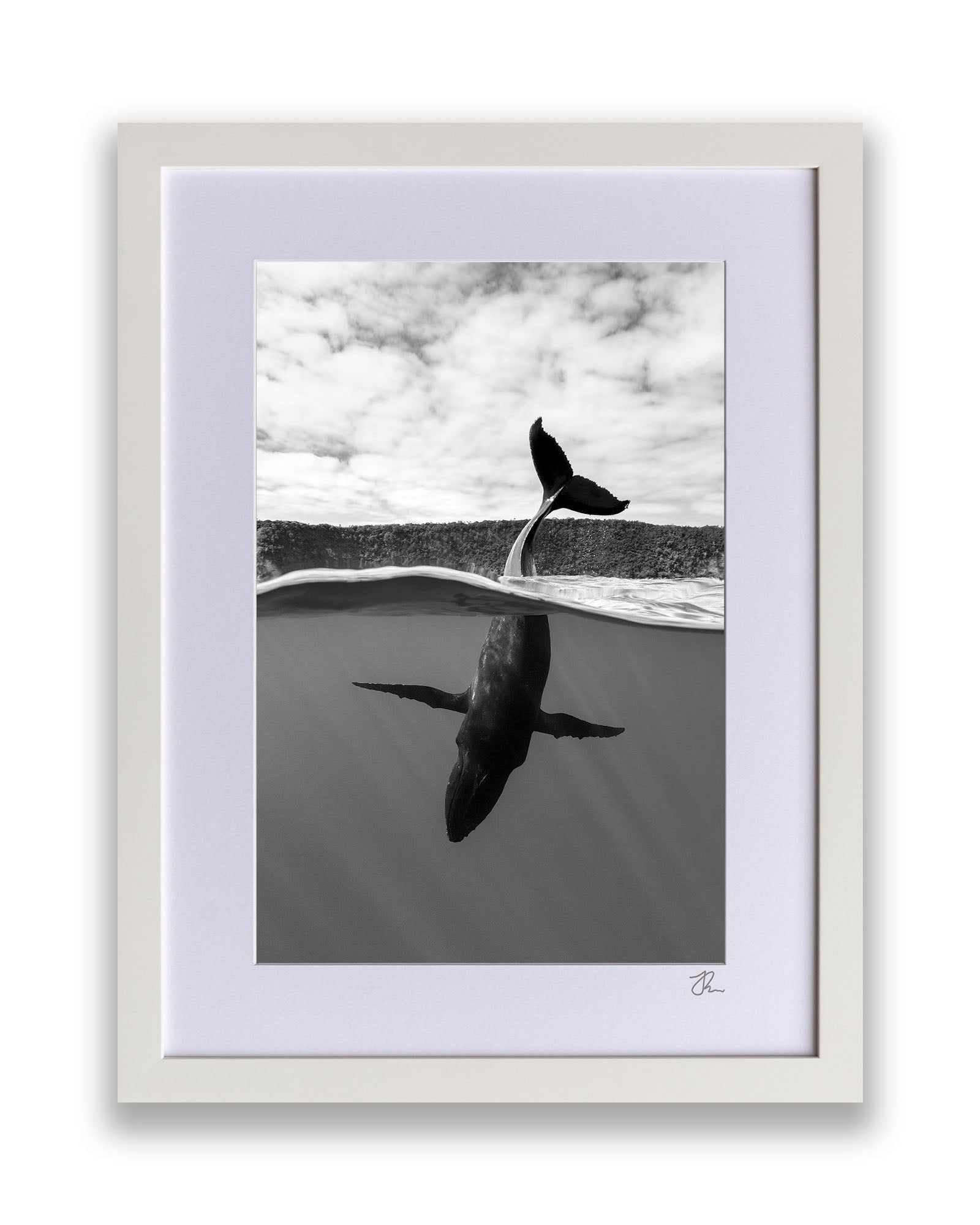 Tail Sailing Humpback Whale | Monochrome