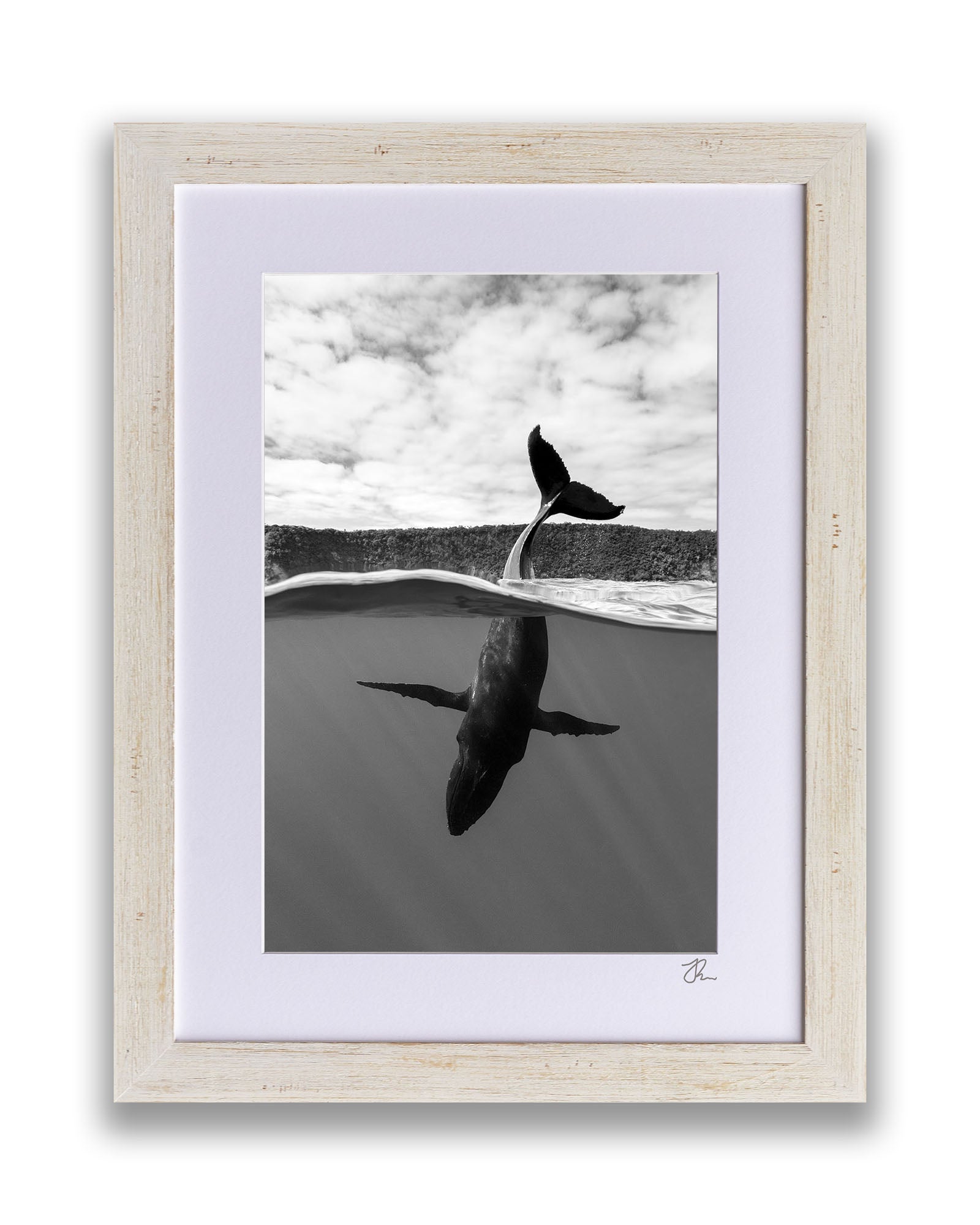Tail Sailing Humpback Whale | Monochrome