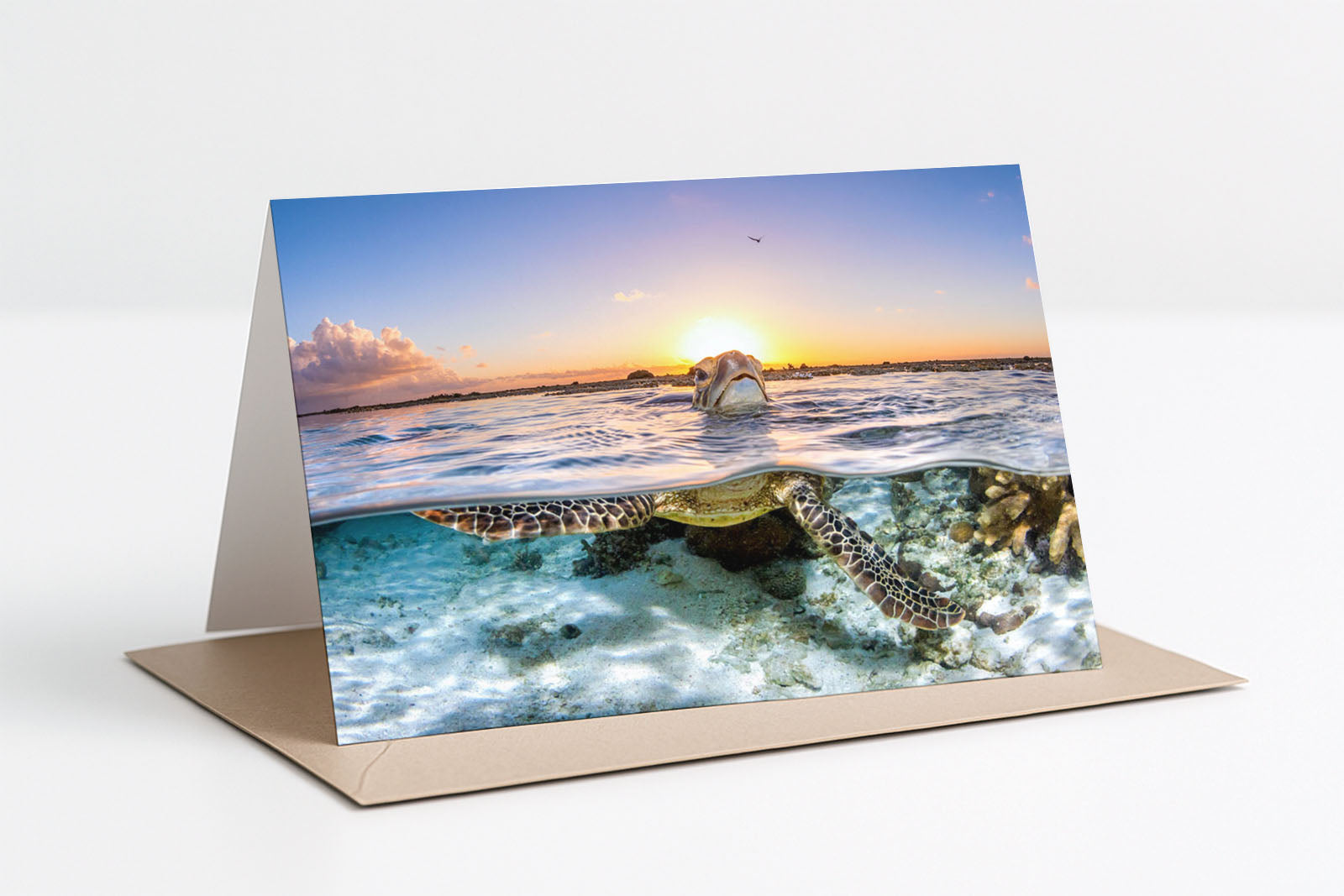 Green Sea Turtle Greeting Card 4x Pack