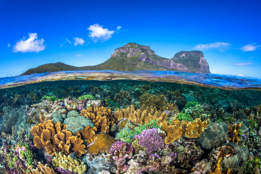 Coral Gardens | Lord Howe Island
