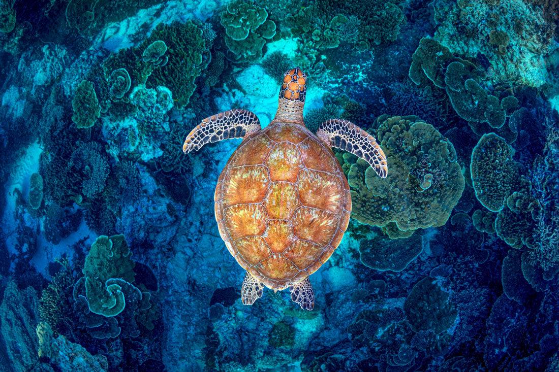 Coral Guardian | Great Barrier Reef