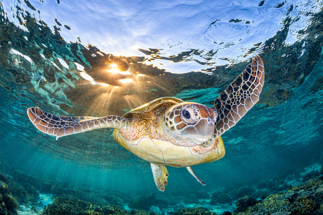 Golden Light Turtle | Great Barrier Reef