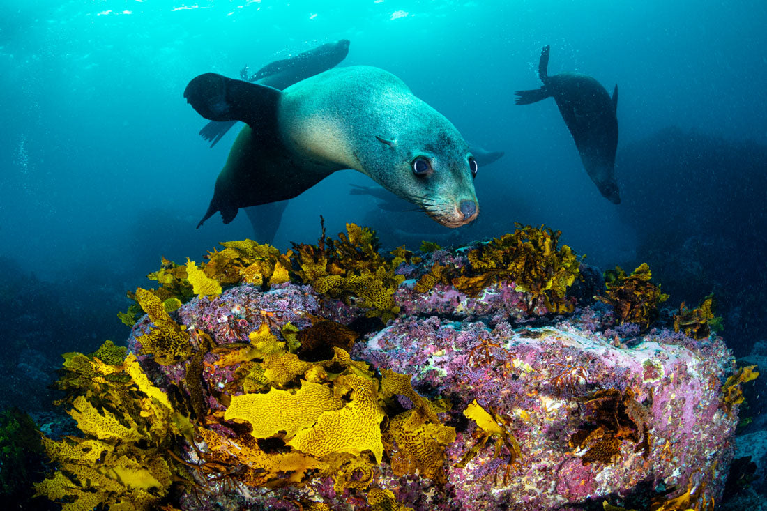 Friendly Fur Seals | Jervis Bay