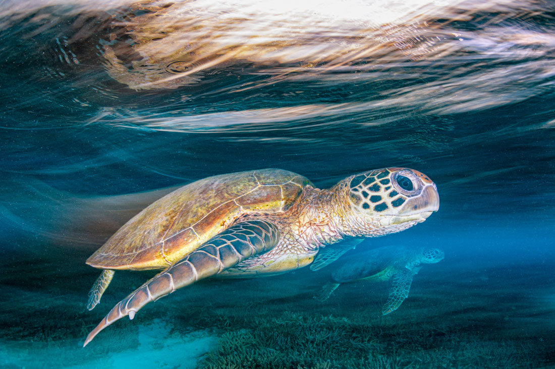 Ghostly Turtles | Great Barrier Reef