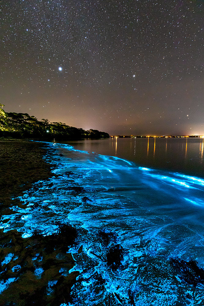 Jervis Bay Bioluminescence | Vertical