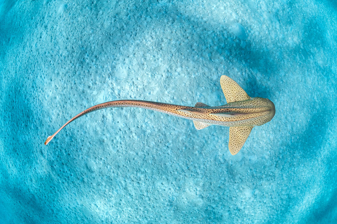 Leopard Shark | Ningaloo Reef