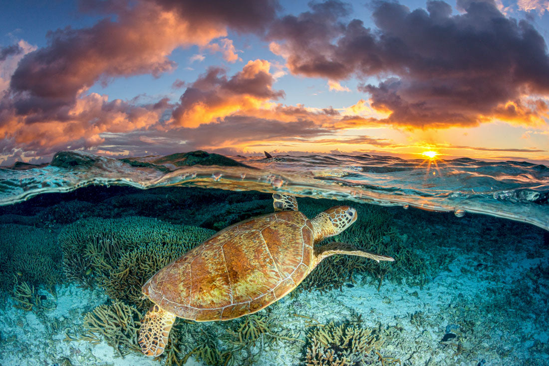 Magic Mornings | Great Barrier Reef