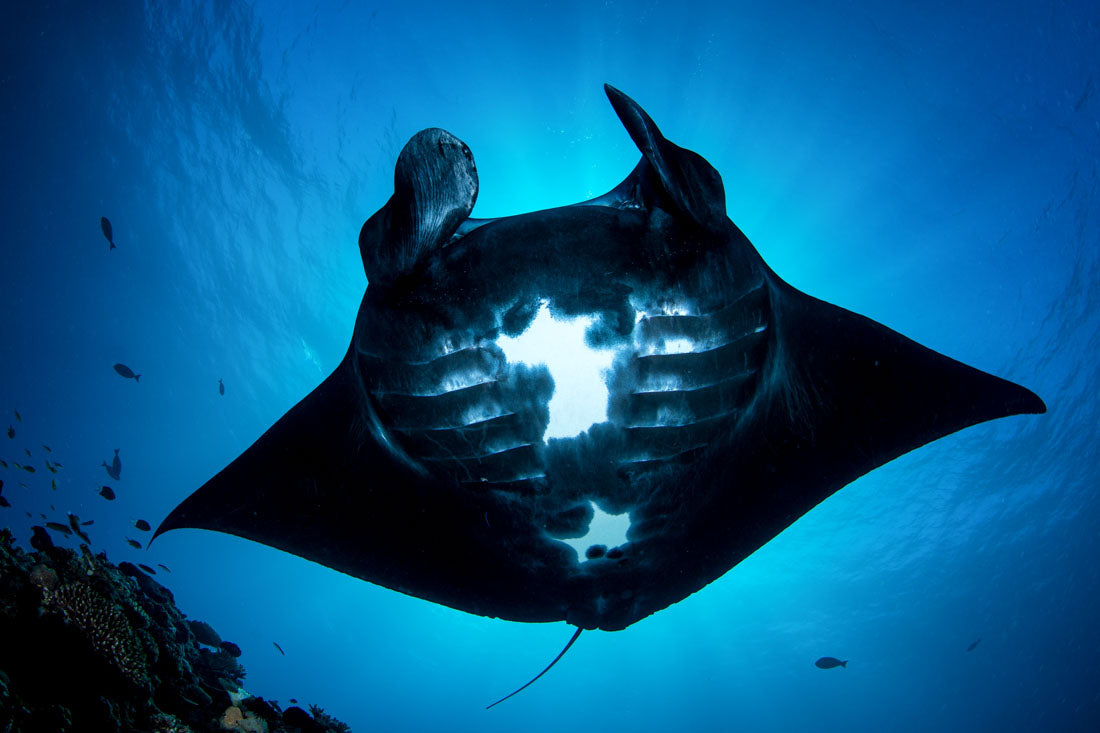 Majestic Manta Ray | Great Barrier Reef