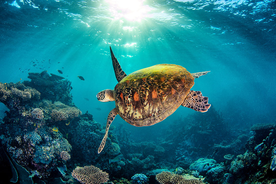 Turtle Ref Green Sea Turtle Photo Print | Ningaloo Reef Underwater Photography ...