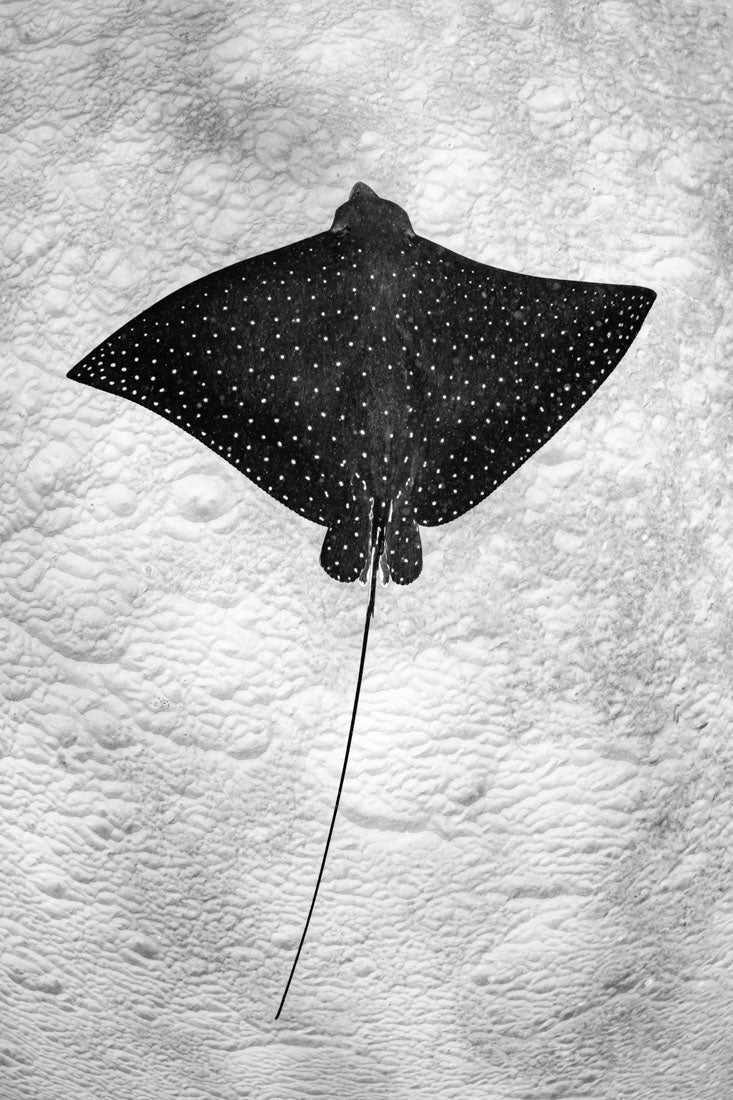 Spotted Eagle Ray | Vertical