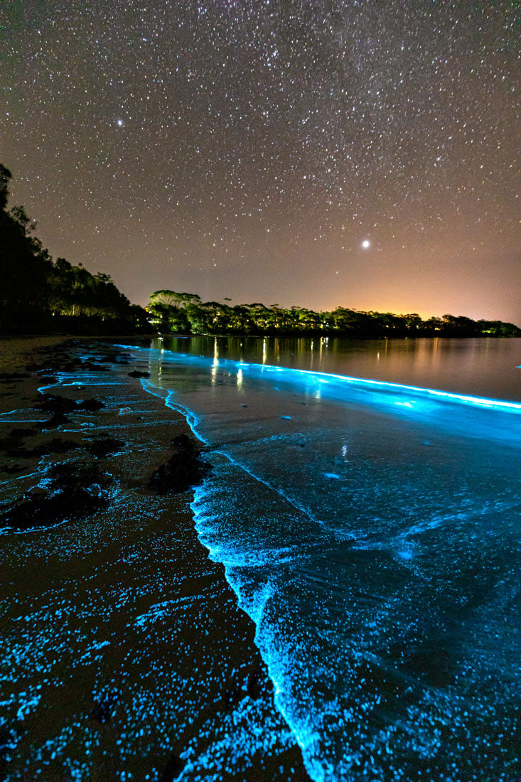 Starry Skies Bioluminescence