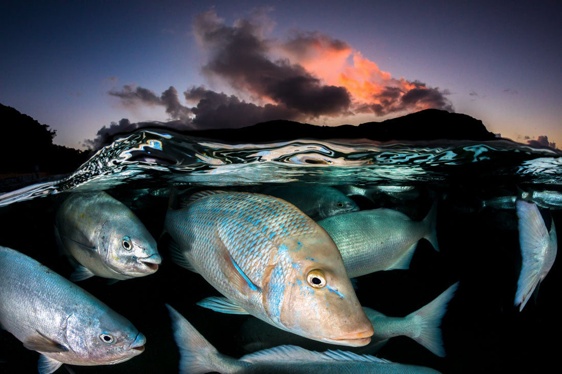 Sunset Fish Frenzy | Lord Howe Island