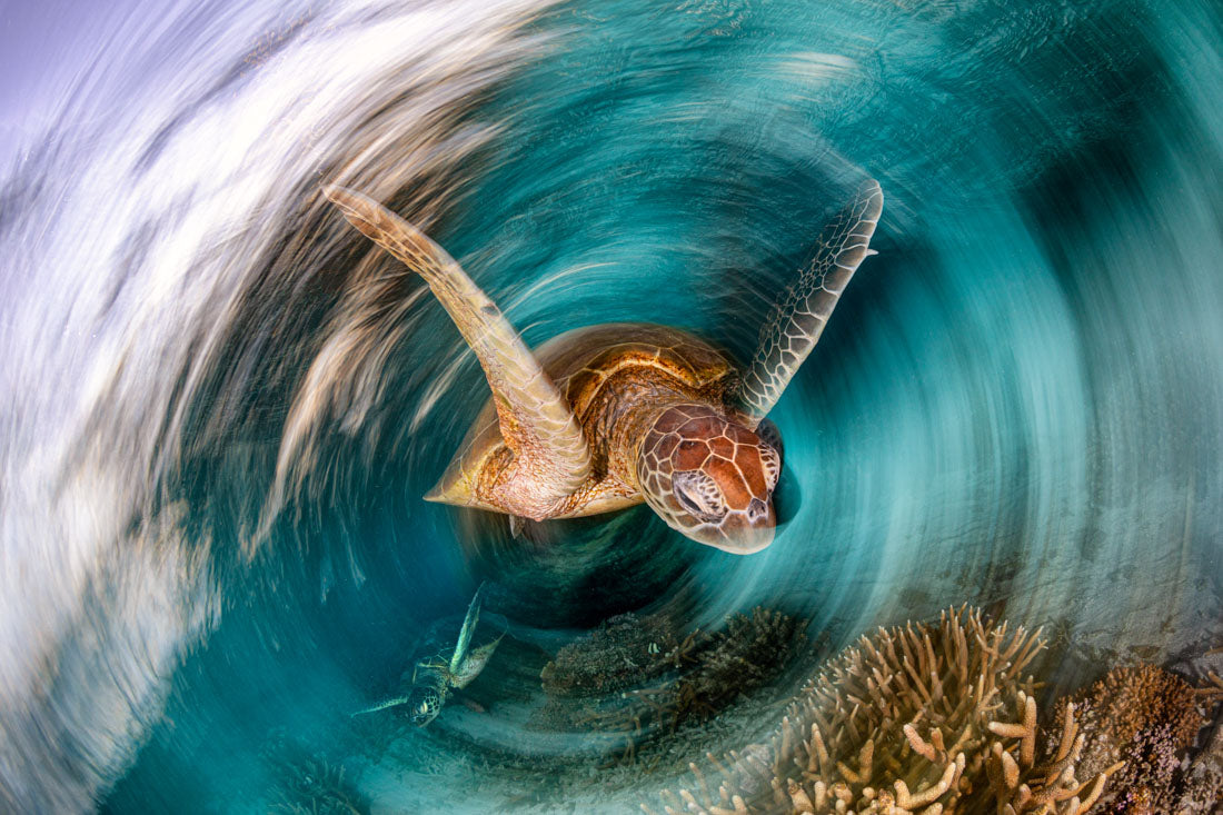 The Turtle Vortex | Great Barrier Reef