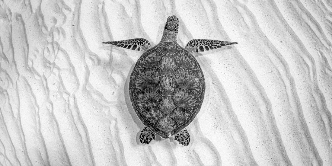 Angelic Turtle – Beach Towel