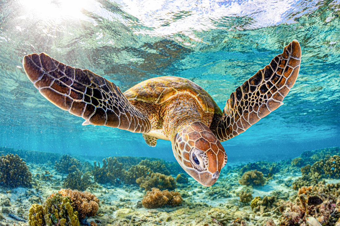 Turtle Glide | Great Barrier Reef