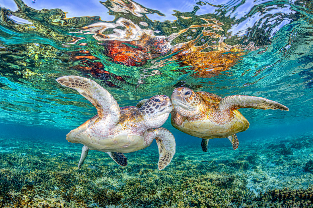 Turtle Kisses | Great Barrier Reef