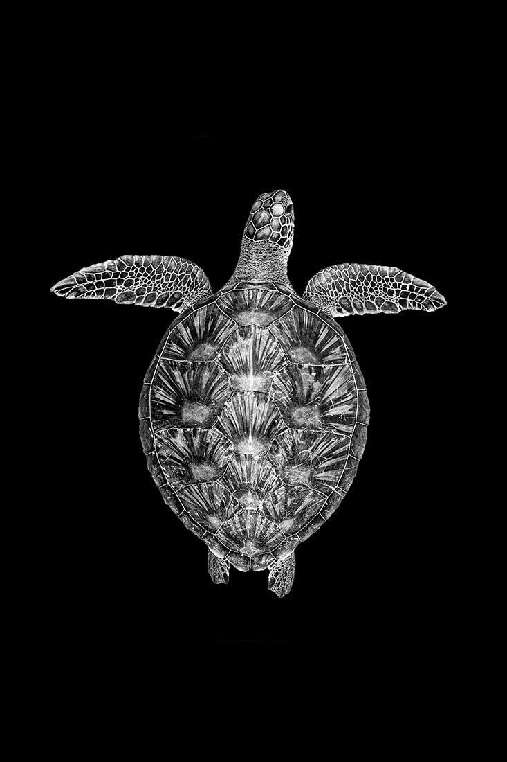 Green Sea Turtle Patterns Black & White Print | Great Barrier Reef ...