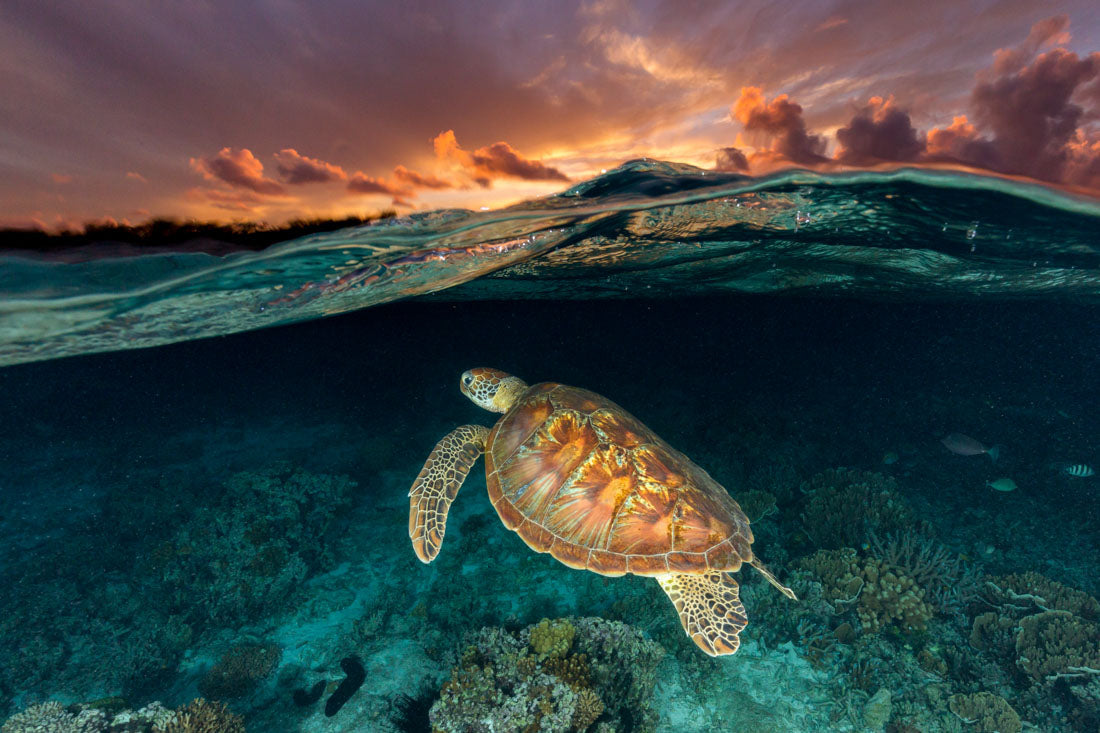 Turtle Sunset Photo Print | Split Shot Underwater Photography – Jordan ...