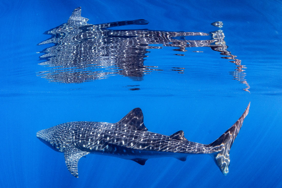 Whale Shark Reflections