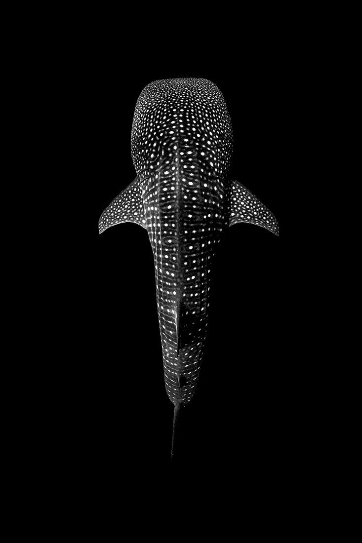 Whale Shark Symmetry | Vertical