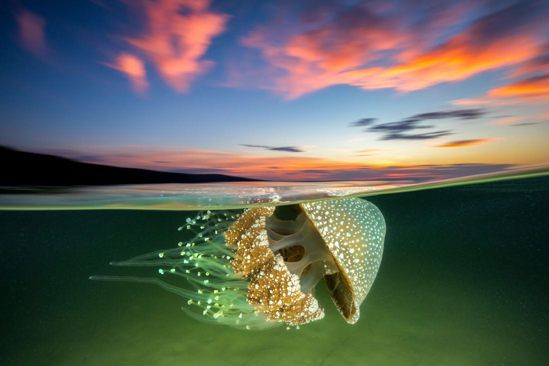 White Spotted Jellyfish Sunset
